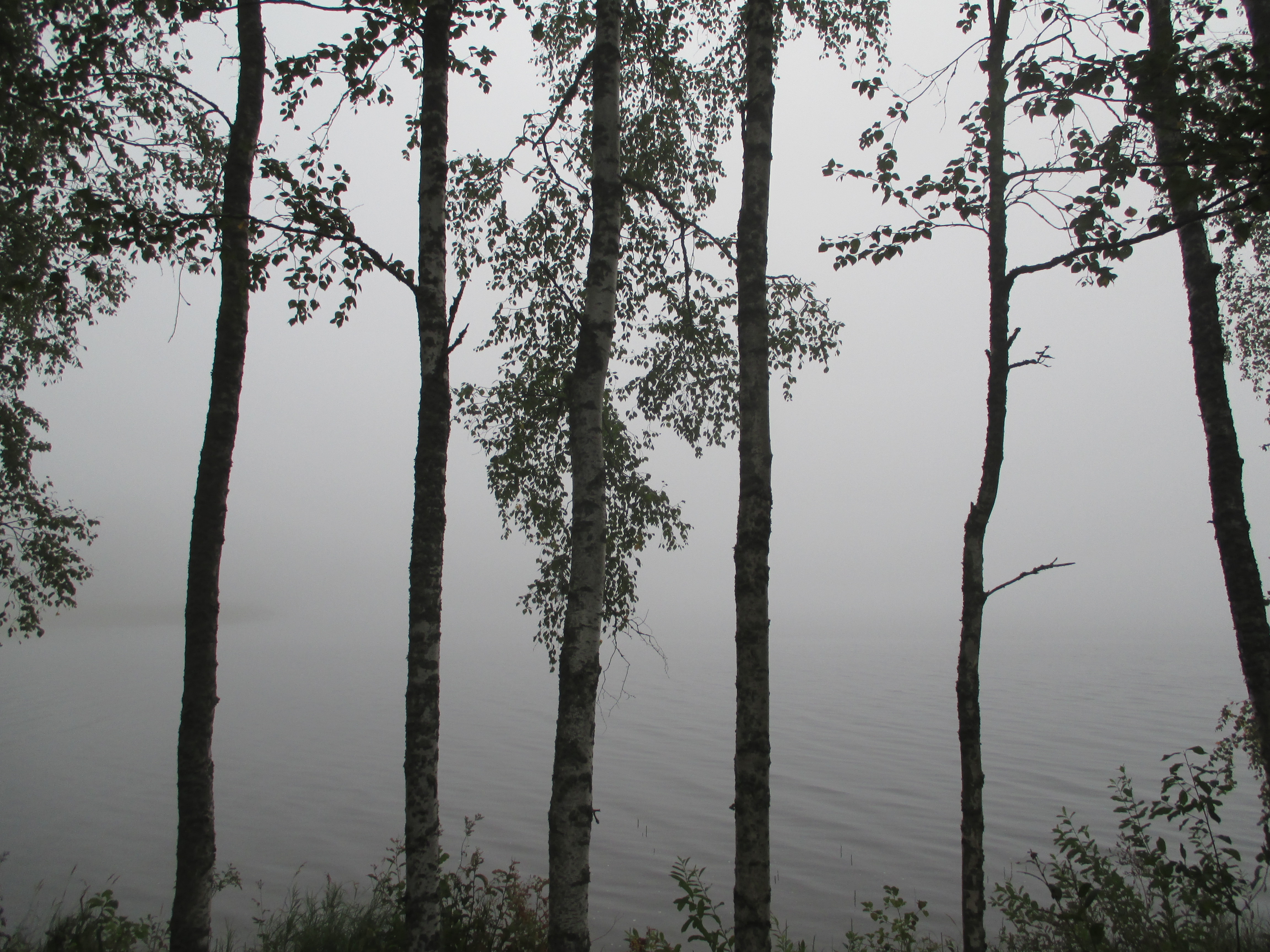 puut rannalla lammi panagia