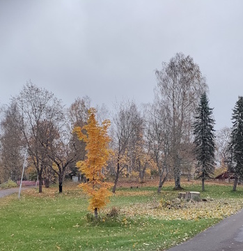 Uusi kasvava tammi
